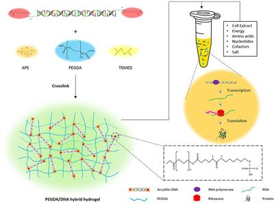A PEGDA/DNA Hybrid Hydrogel for Cell-Free Protein Synthesis
